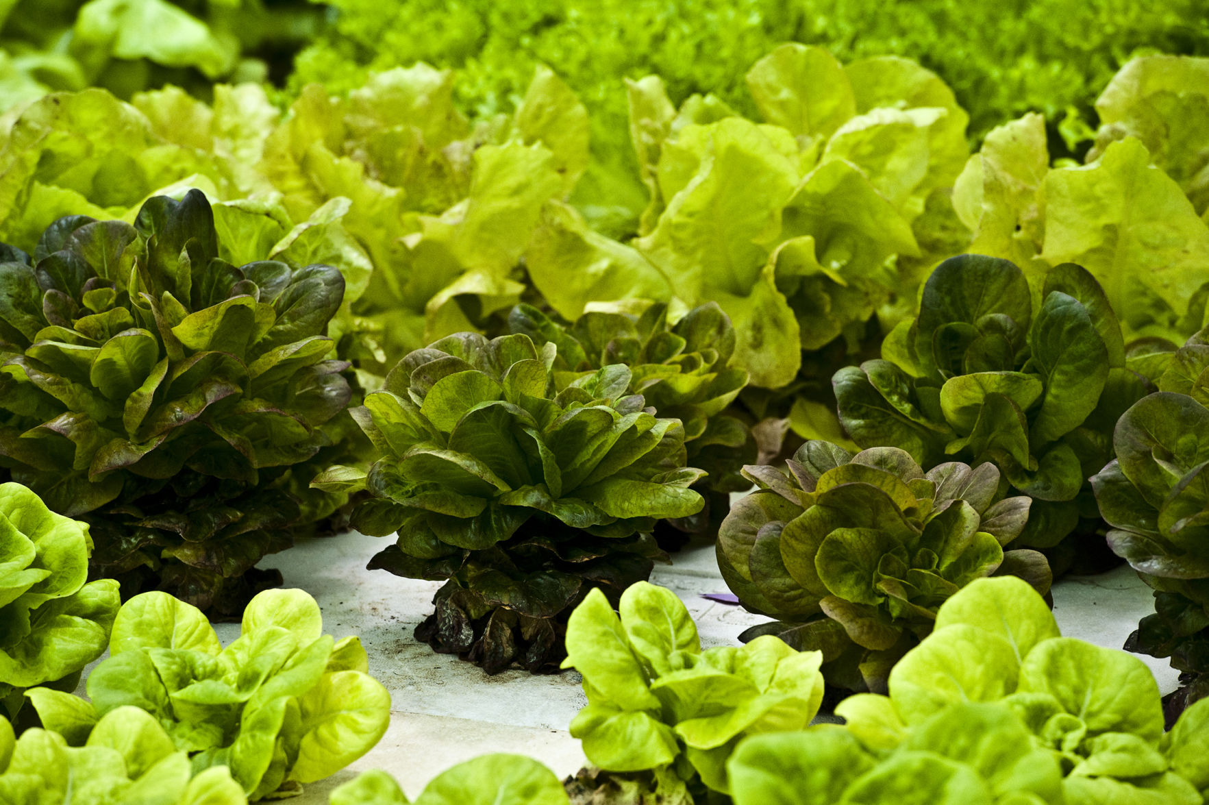 Fresh, local produce, year-round